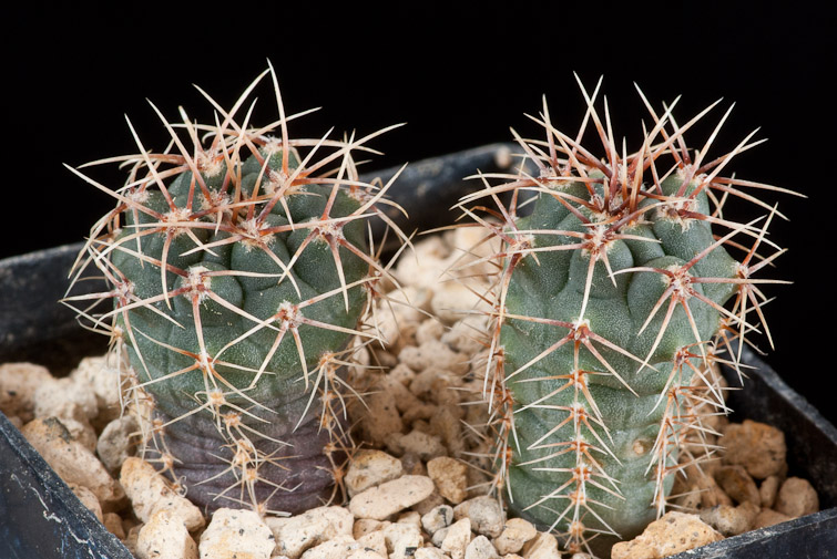 Gymnocalycium baldianum v. albiflorum JPR 177-542